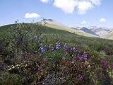 Vacation Alaska and Northwest  Wildflowers